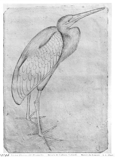Pelican, from the The Vallardi Album by Antonio Pisanello